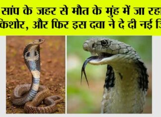 Snake News