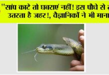 Snake News