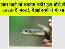 Snake News