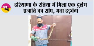 Snake News