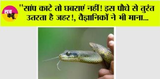 Snake News