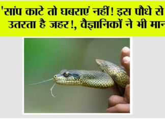 Snake News