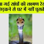 Snake News