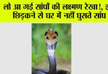 Snake News