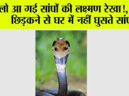 Snake News