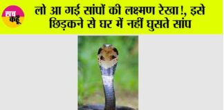 Snake News