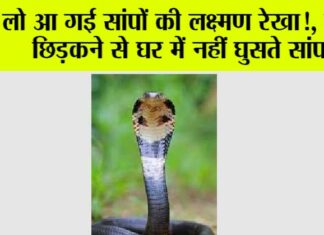 Snake News