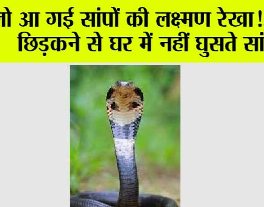 Snake News