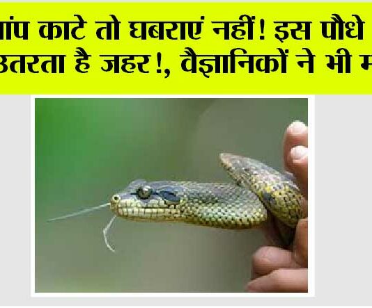 Snake News