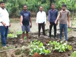 फसलें की तबाह, पेड़ उखाड़ा, खेत उजाड़े… वन्य प्राणी विहार से निकल गांव में आये हाथियों के झुंड ने मचाया उत्पात – Yamunanagar News