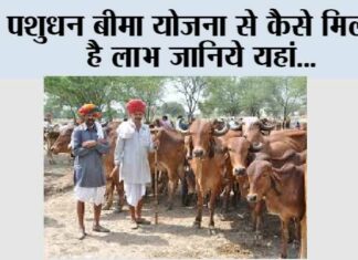 Pashudhan Bima Yojana
