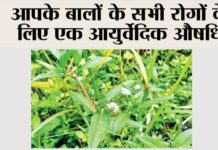 Benefits of Bhringraj oil for hair