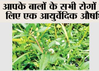 Benefits of Bhringraj oil for hair