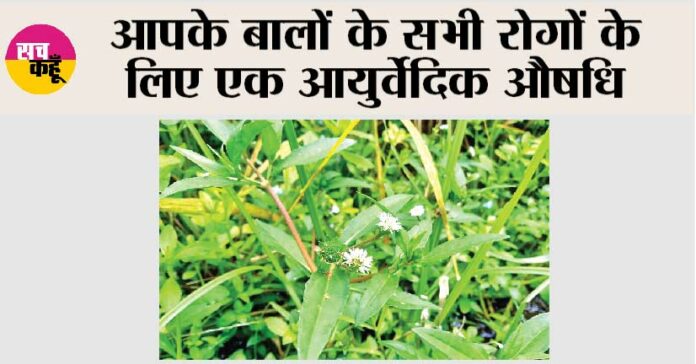 Benefits of Bhringraj oil for hair