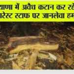 Chhachhrauli