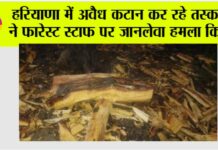 Chhachhrauli