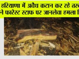 Chhachhrauli