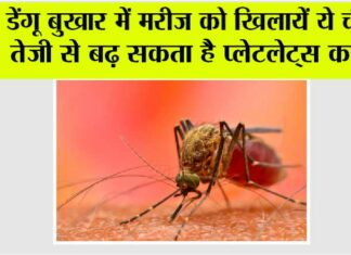 Dengue Diet Tips