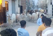 Fatehabad News