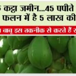 How to cultivate papaya