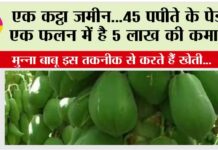 How to cultivate papaya