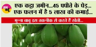 How to cultivate papaya