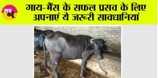 Kisan News