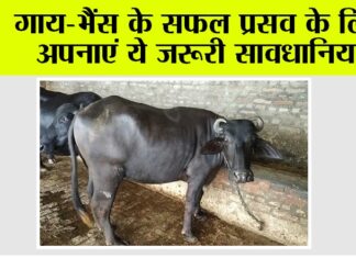 Kisan News