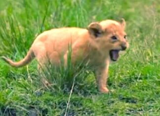 पानीपत के जंगल में दिखा शेर जैसा जानवर Panipat News