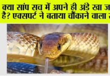 Snake News