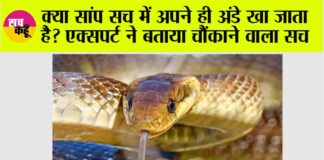 Snake News