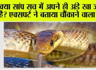 Snake News