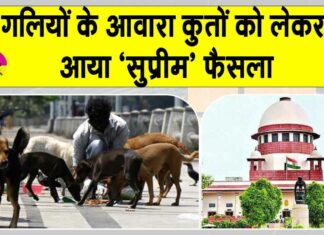 Supreme Court stray dogs decision: दिल्ली-एनसीआर में आवारा कुत्तों को लेकर आया ‘सुप्रीम’ फैसला Supreme Court News