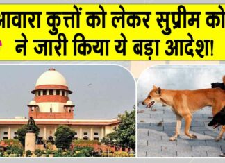 Supreme Court: आवारा कुत्तों को लेकर सुप्रीम कोर्ट का ये बड़ा आदेश जारी, कहा- देरी बर्दाश्त नहीं होगी