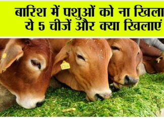 Animal: बारिश में पशुओं को ना खिलाएं ये 5 चीजें और क्या खिलाएं Animal