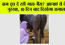 Animal Care Tips