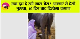 Animal Care Tips