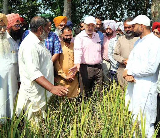 Nabha News