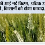 New Wheat Variety