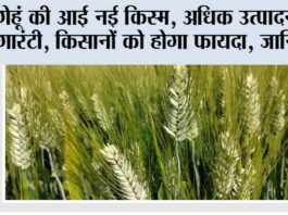 New Wheat Variety