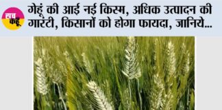 New Wheat Variety