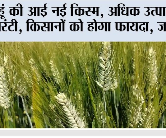 New Wheat Variety: गेहूं की आई नई किस्म, अधिक उत्पादन की गारंटी, किसानों को होगा फायदा, जानिये… New Wheat Variety