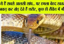Snake News