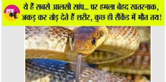 Snake News