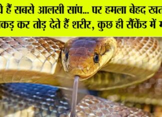 Snake News: आलसी लेकिन जानलेवा सांप, शांति के पीछे छुपा खतरा Snake News