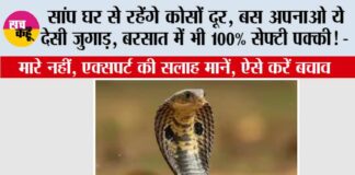 Snake News
