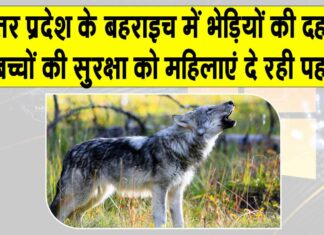 Bahraich Wolves News