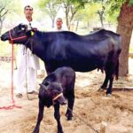 Bhiwani News