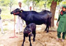 Bhiwani News