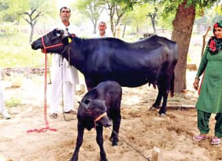 पातवान के किसान जयपाल सिंह की भैंस दुग्ध प्रतियोगिता में रही प्रथम Bhiwani News